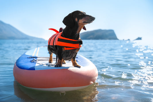 Tips for Paddleboarding with Pets